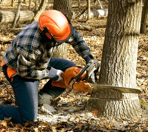 Tree Removal in Cumberland Foreside, ME